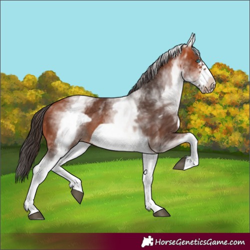 Horse Color:White Spotted Bay Frame 