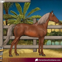Horse Color:Chestnut 