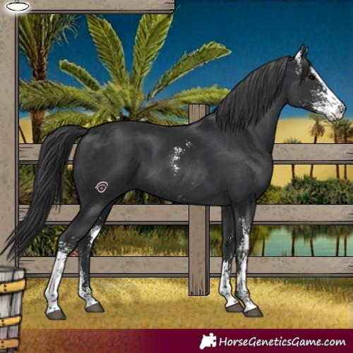 Horse Color:Black Sabino 