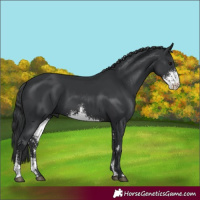 Horse Color:Black Sabino 