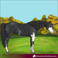 Horse Color:Black Sabino 