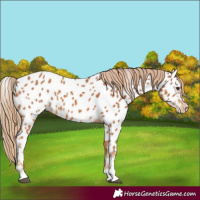 Horse Color:Chestnut Appaloosa 