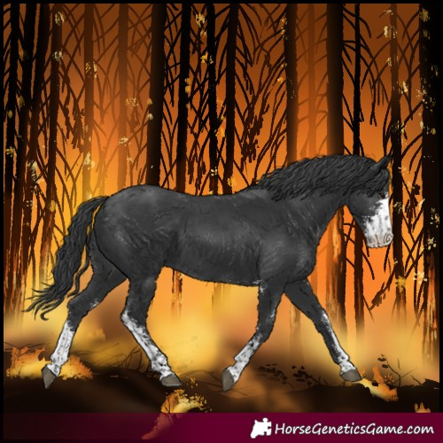 Horse Color:Black Sabino 