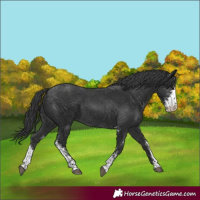 Horse Color:Black Sabino 