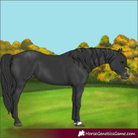 Horse Color:Black Appaloosa