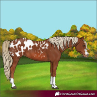 Horse Color:Chestnut Appaloosa 