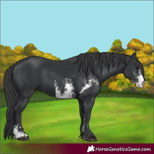 Horse Color:Black Sabino