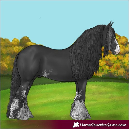 Horse Color:Black Sabino 