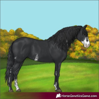 Horse Color:Black Sabino