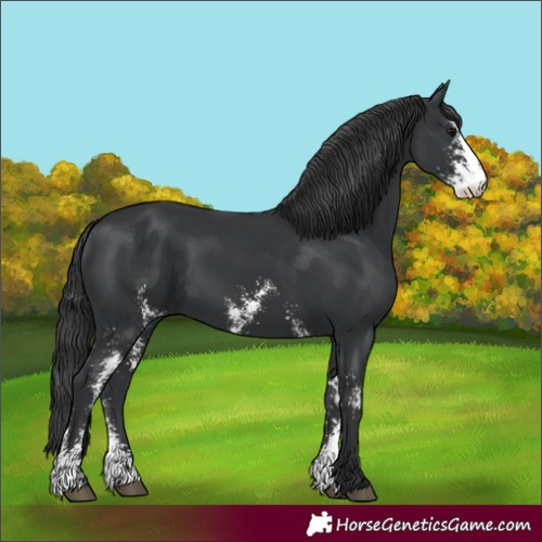 Horse Color:Black Sabino