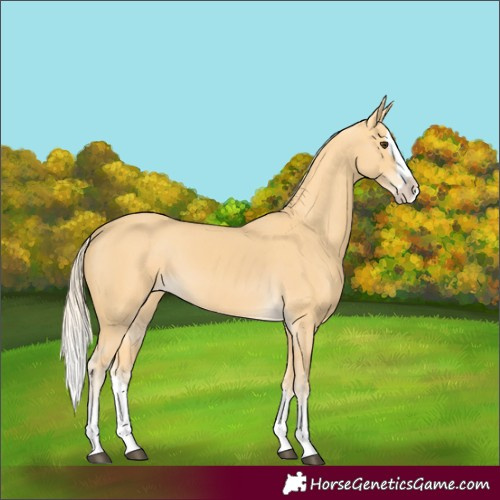 Horse Color:Unknown 