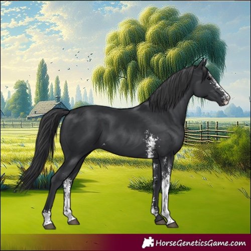 Horse Color:Black Sabino