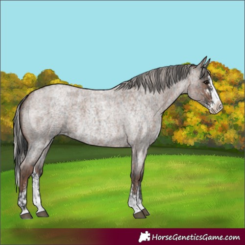 Horse Color:Blue Roan Sabino Splash  and Silver Blue Roan Sabino Splash 