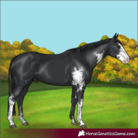 Horse Color:Black Sabino