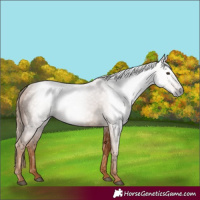 Horse Color:Gray Chestnut 