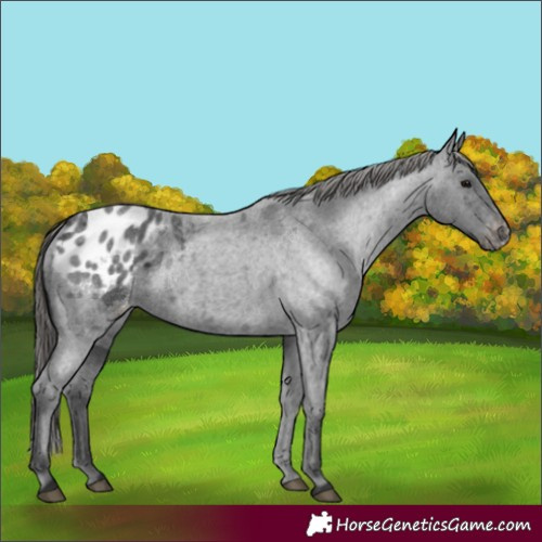 Horse Color:Blue Roan Appaloosa 