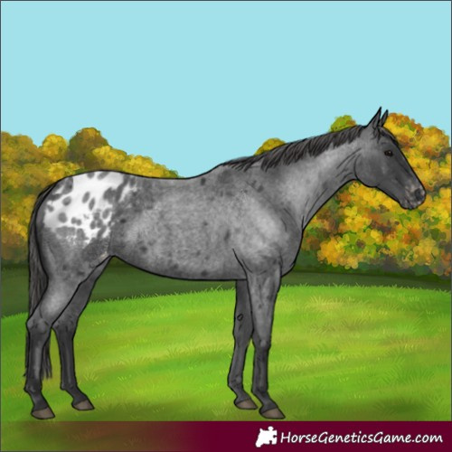 Horse Color:Blue Roan Blanket
