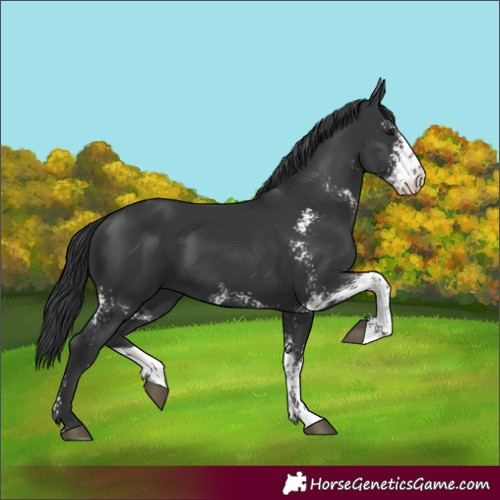 Horse Color:Black Sabino 