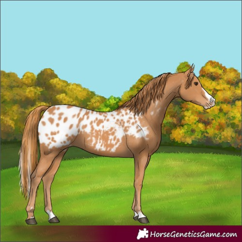 Horse Color:Chestnut Splash Appaloosa