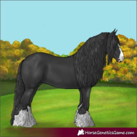 Horse Color:Black 