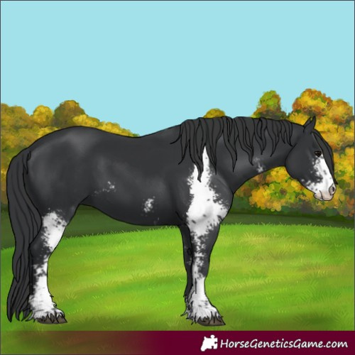Horse Color:Black Sabino 