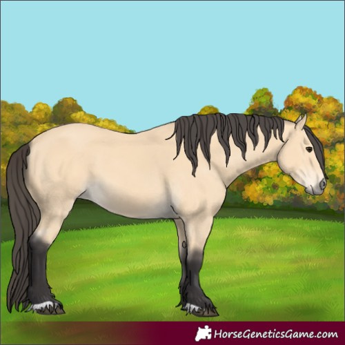 Horse Color:Buckskin 