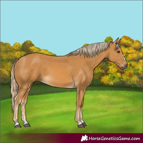 Horse Color:Palomino 