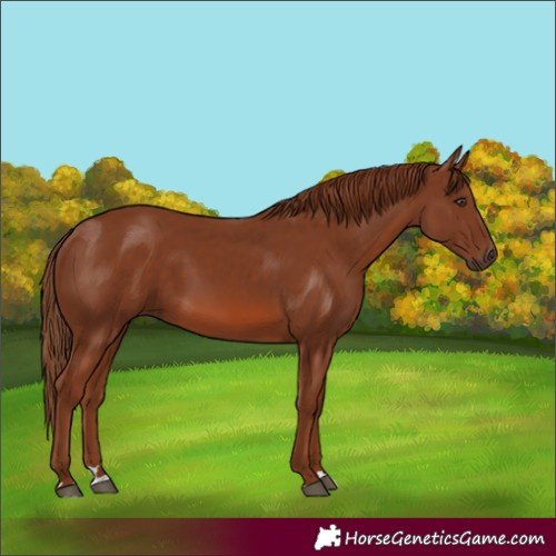 Horse Color:Chestnut 