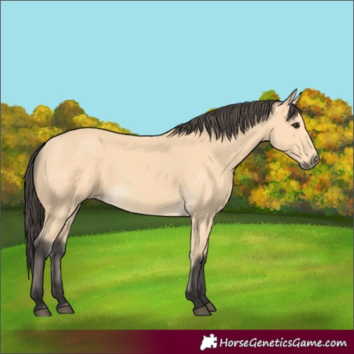 Horse Color:Buckskin 