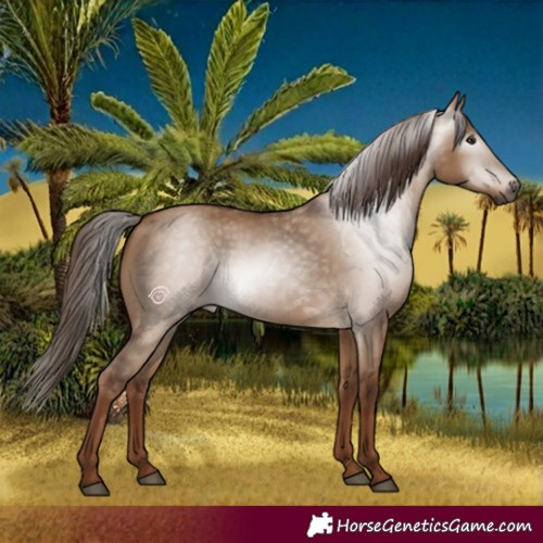 Horse Color:Gray Red Dun 