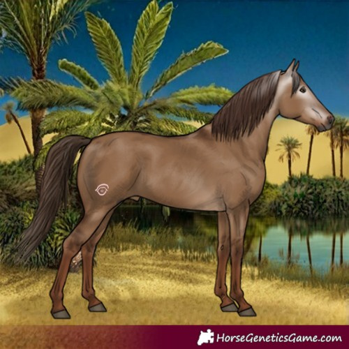 Horse Color:Gray Red Dun