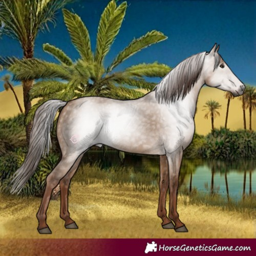 Horse Color:Gray Red Dun 