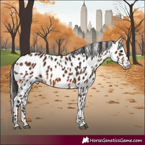 Horse Color:Bay Appaloosa 