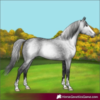 Horse Color:Gray Black 