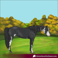 Horse Color:Black Sabino 