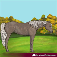 Horse Color:Silver Black 