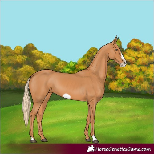 Horse Color:Chestnut Frame