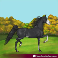 Horse Color:Black Sabino