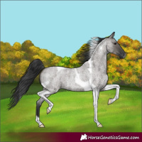 Horse Color:Grullo Roan Tobiano 