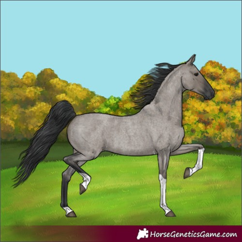 Horse Color:Grullo Roan Tobiano 