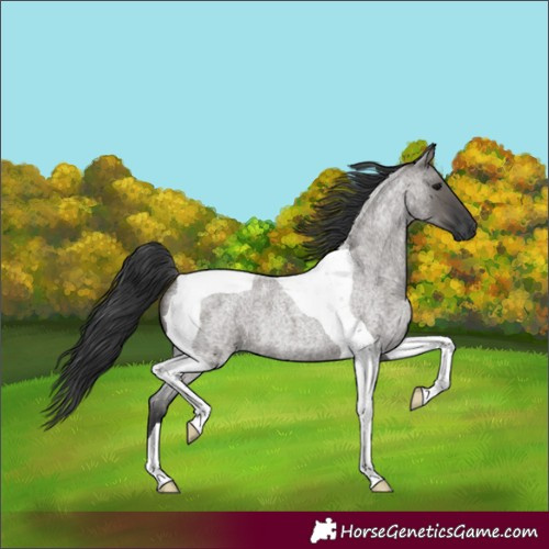 Horse Color:Grullo Roan Tobiano 