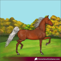 Horse Color:Silver Bay 