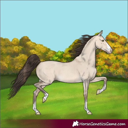 Horse Color:Amber Champagne Dun 