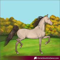 Horse Color:Amber Champagne Dun 
