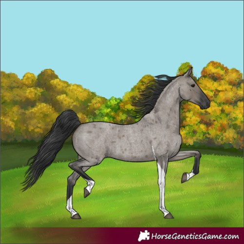Horse Color:Grullo Roan Tobiano 