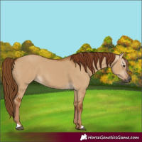 Horse Color:Gray Red Dun