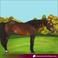 Horse Color:Gray Bay 