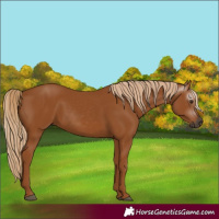 Horse Color:Gray Chestnut