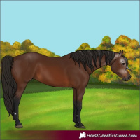 Horse Color:Gray Bay 