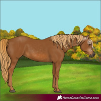 Horse Color:Gray Chestnut 